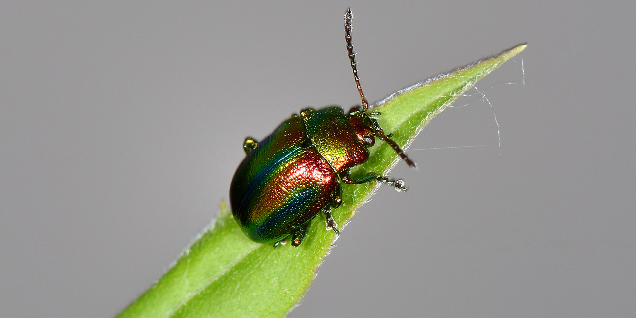 Chrysolina fastuosa? S.